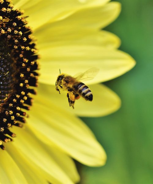 bee, honey bee, insect-4475324.jpg