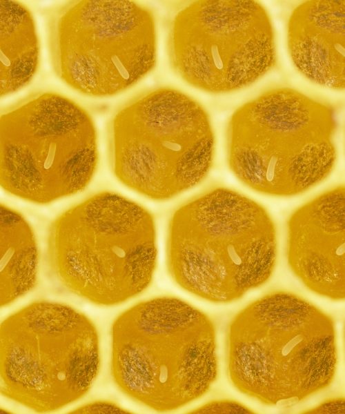 bee, insect, honeybee-5485502.jpg