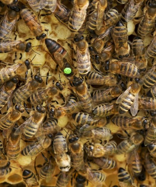 bees, queen bee, beehive-1806219.jpg