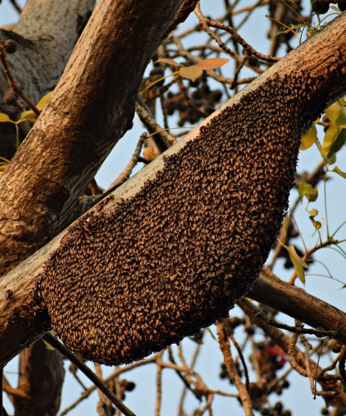 honeybees, beehive, beekeeping-4060349.jpg