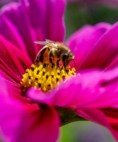 kosmeen, bee, pollen-5582938.jpg