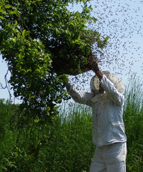 swarm of bees, bees, honey bees-1094857.jpg